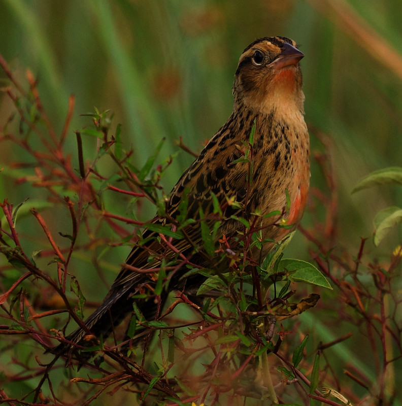 Red-breasted Meadowlark_Leistes militaris_Ascanio_Guyana_DZ3A4203