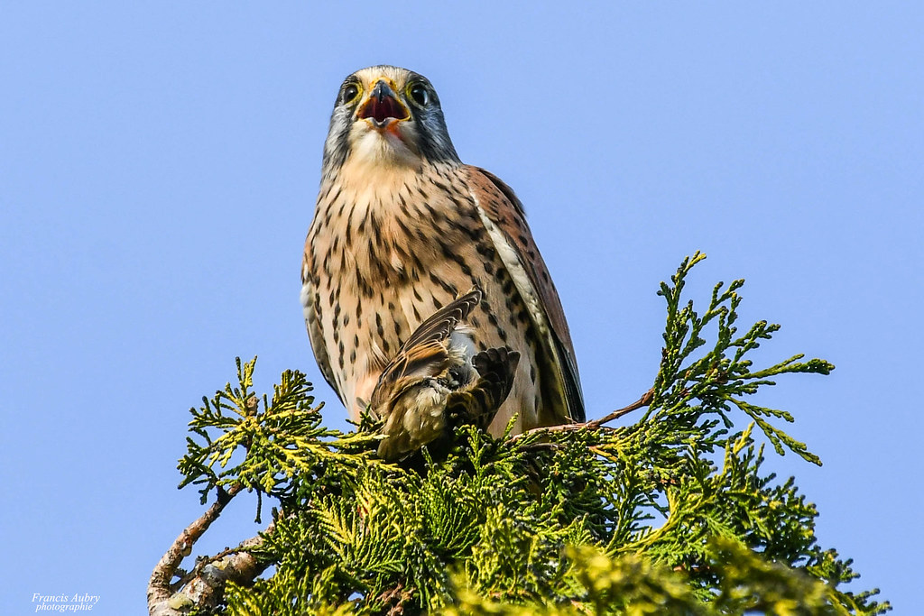 Faucon crécerelle mâle (Falco tinnunculus)