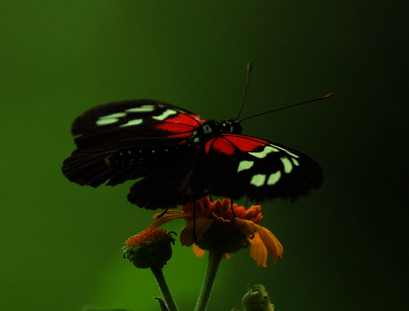 * Heliconian Butterfly_Heliconius sp._Ascanio_Guyana_DZ3A3779