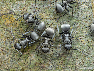 Ants (Polyrhachis saevissima) - PB041362