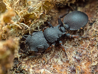 Armored ant (Cataulacus praetextus) - PB041433