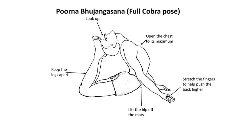 Poorna Bhujangasana (Full Cobra pose)