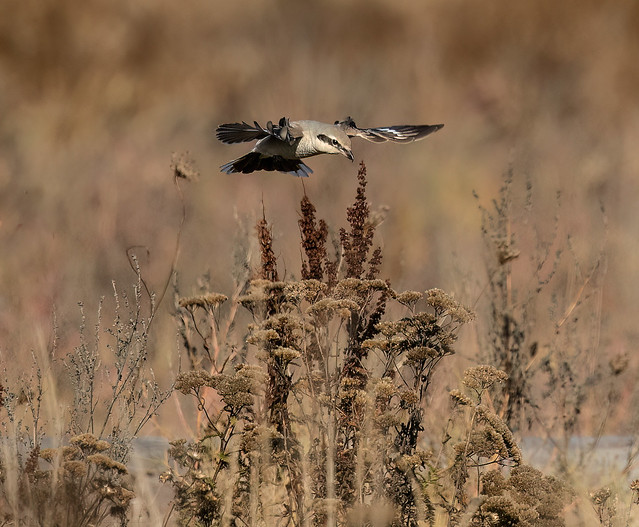 Northern shrike hovering over the seed pods before he dives for his prey