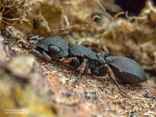Armored ant (Cataulacus praetextus) - PB041442