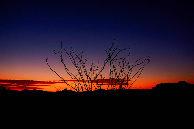Big Bend Sunset with Ocotillos
