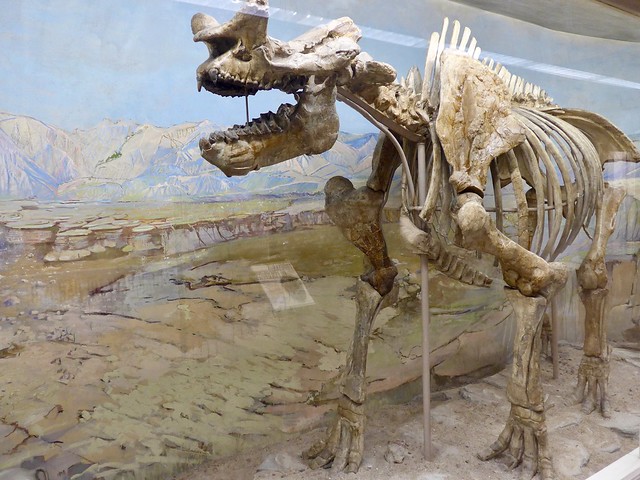 Titanothere, Brontops robustus, State Museum of Natural History