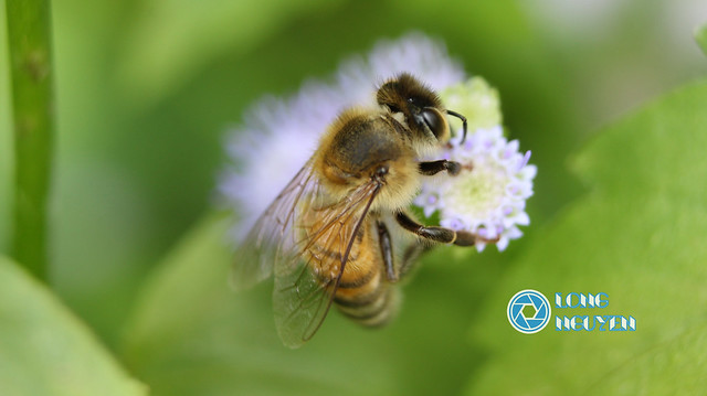 Apis cerana (Asiatic Honey Bee)