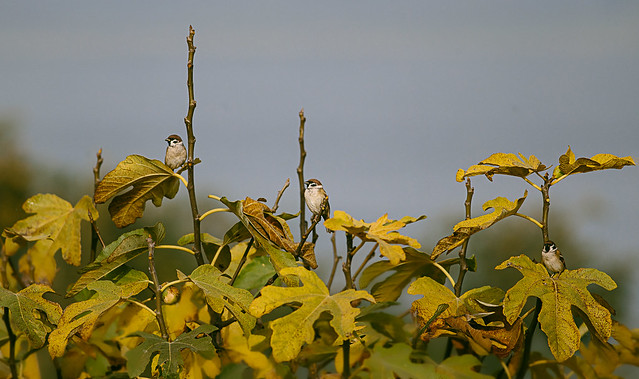 Three Tree Sparrows