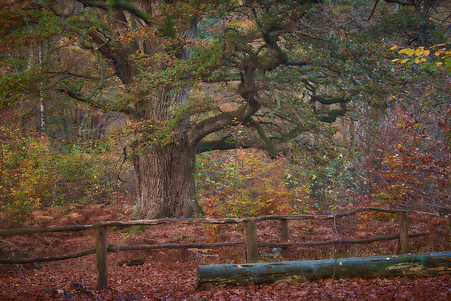 . . . the old oak