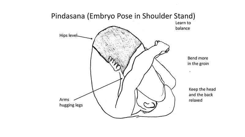 Pindasana (Embryo Pose in Shoulder Stand)