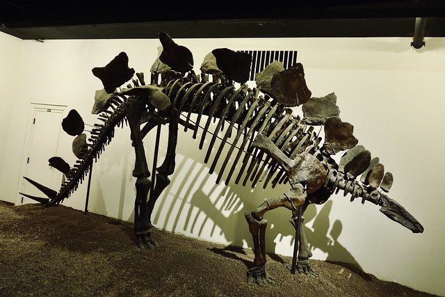 Stegosaurus, State Natural History Museum