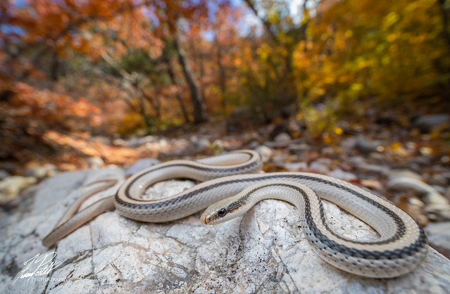 Mountain Patchnose Snake
