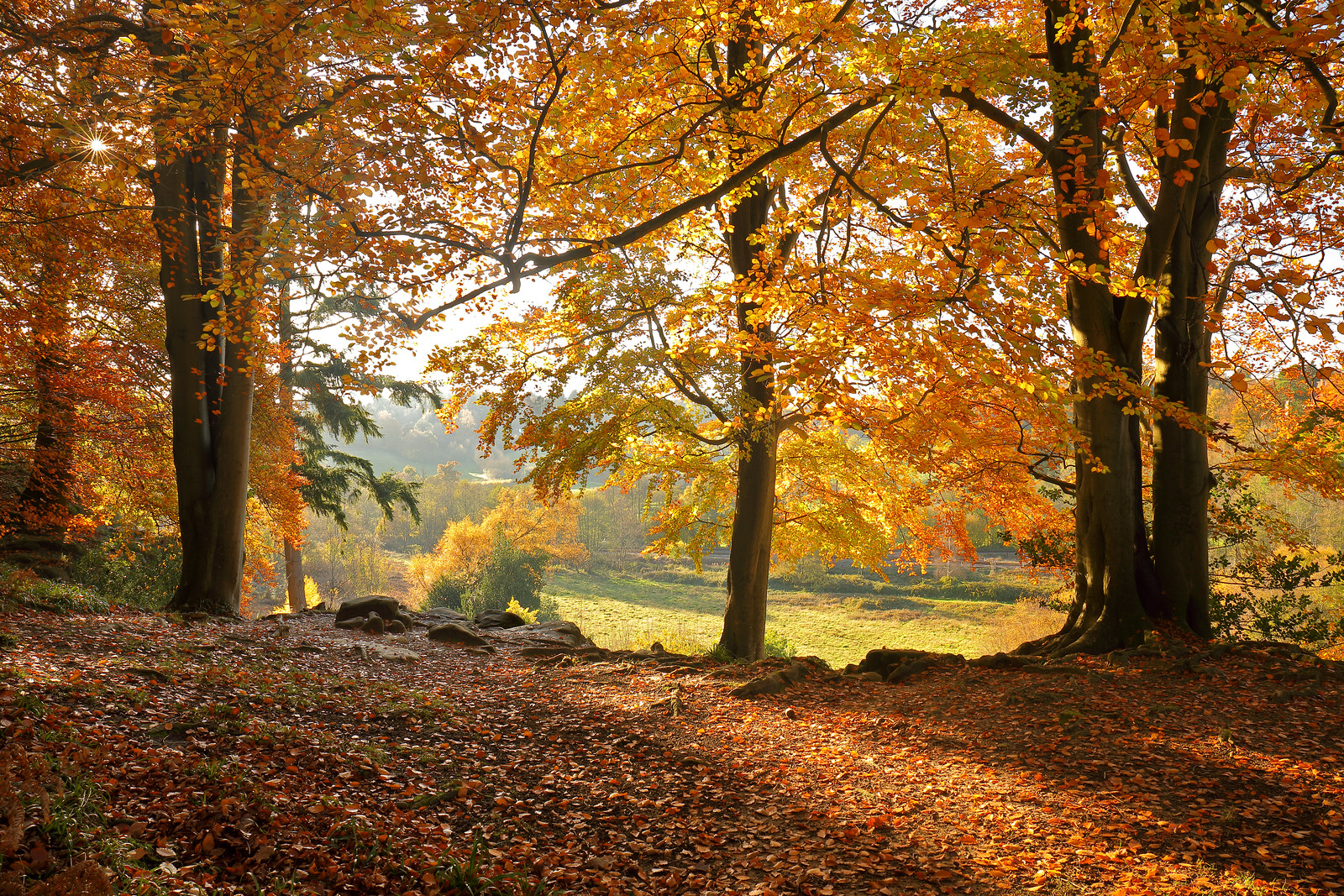 Beech Woodland and Cliffs in Autumn