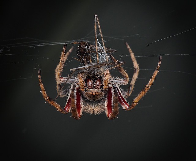 Its an upside-down spider world!