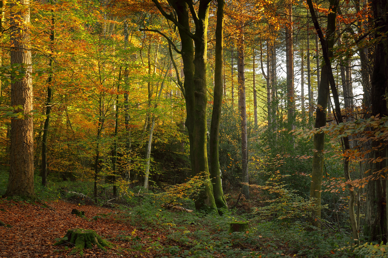Autumn Forest - Mid-November