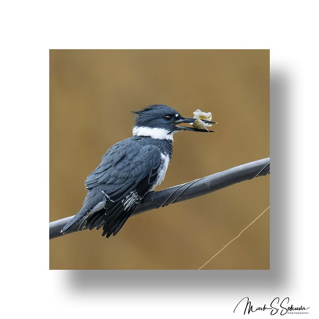 Belted Kingfisher at B. K. Leach Memorial Conservation Area - No. 2