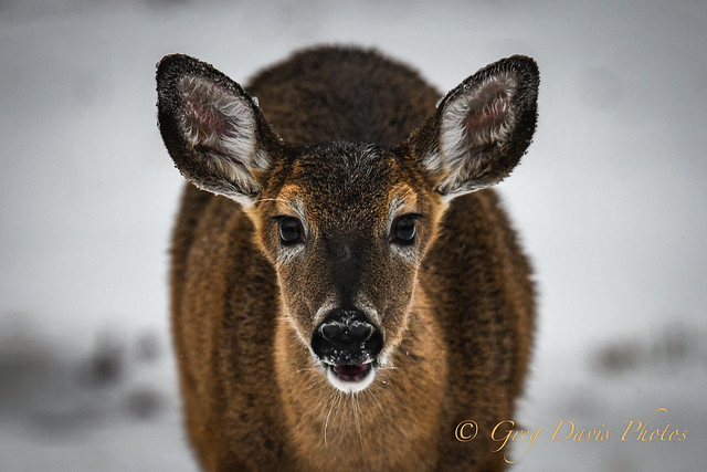 deer looking-6261