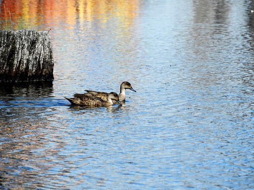 Winton Wetlands  7.11.22 | by Lesley A Butler