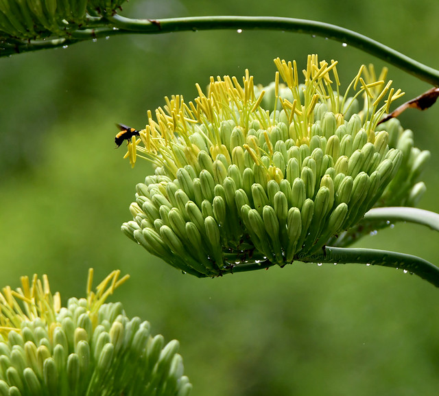 Bee on Agave
