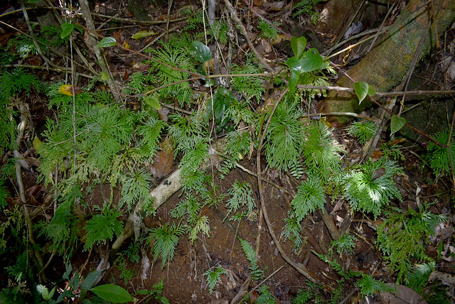 Selaginella longipinna, Tchupala Falls, Wooroonooran National Park, QLD, 19/09/22