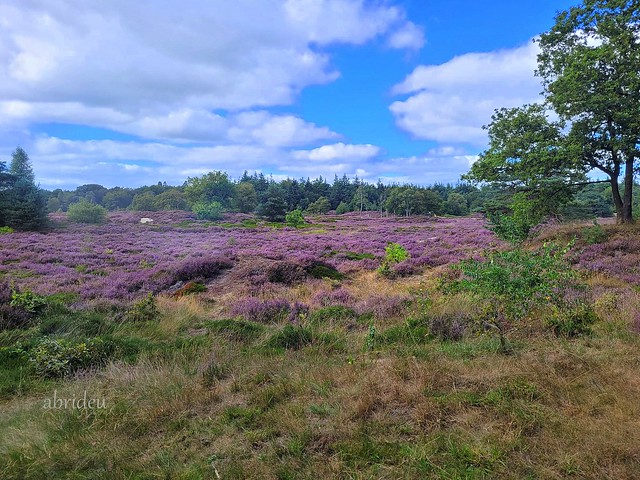 Heide Landscape