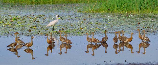 Plumed Whistling Ducks and a solitary Royal Spoonbill - McMinns Lagoon Reserve, Darwin Rural Area, Northern Territory, Australia