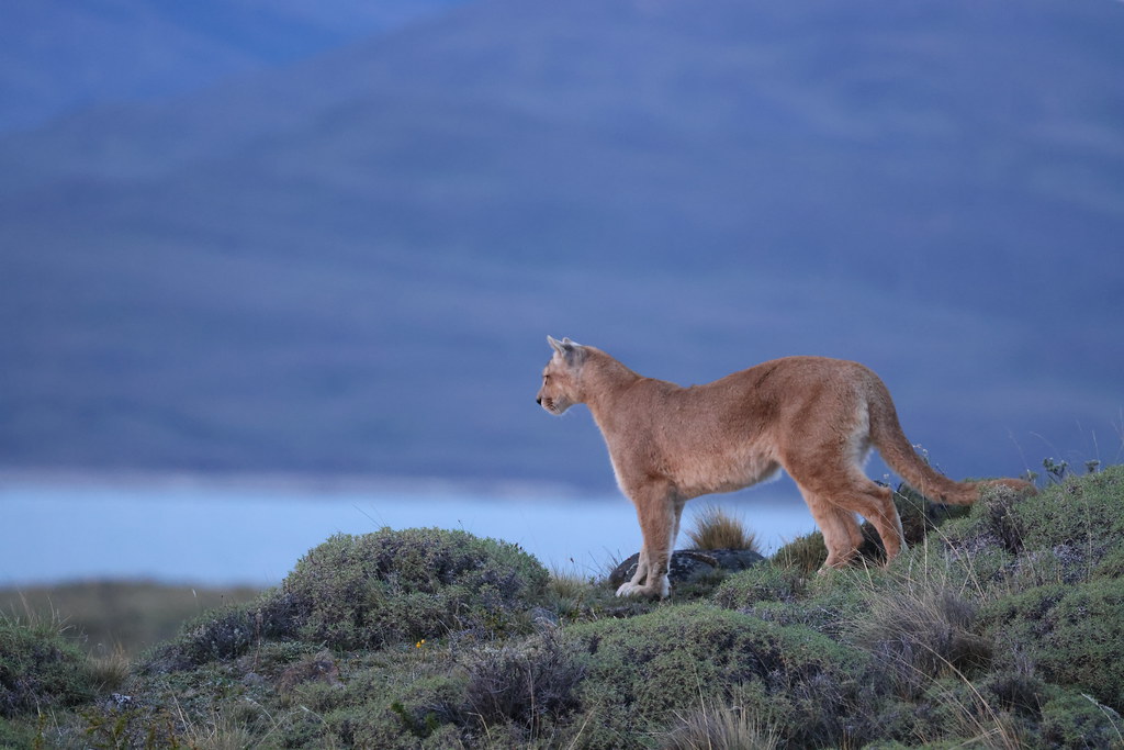 South American Cougar (Puma concolor concolor)
