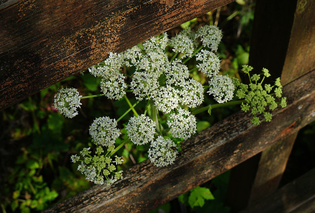 Tiny White Blossoms with Wood Texture