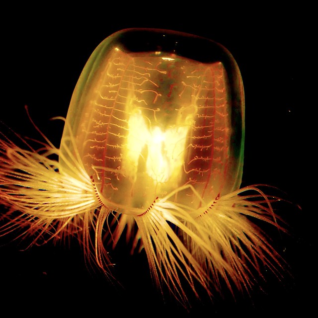 EXPLORED: Amazing jellyfish— looks like an electric heater. Literally have no brains. Wild. (July 26, 2023)