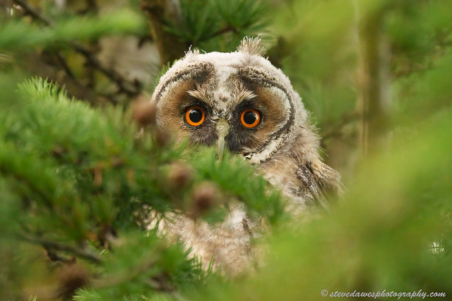 Long Eared Owl ( Asio otus )