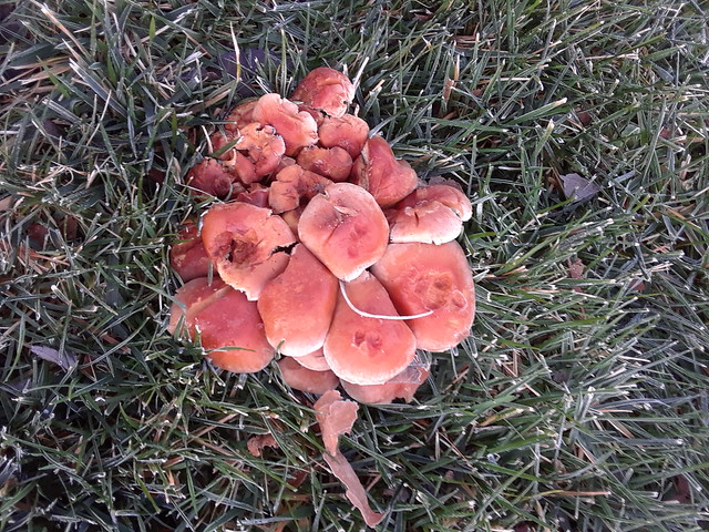 Mushrooms!