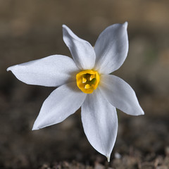 Wild Narcissus / Daffodil