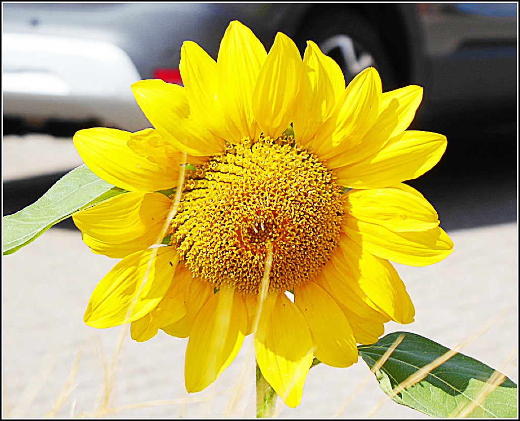Beautiful Sunflower ..