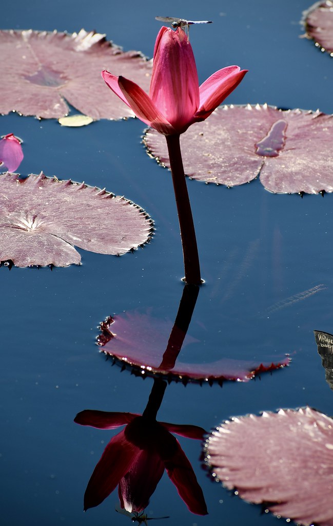 Water Lily reflections