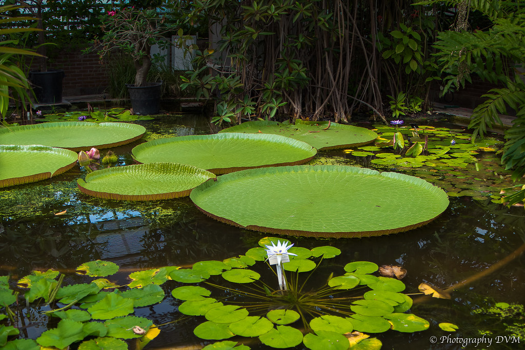 Reuzenwaterlelie - Amazon water lily - Victoria amazonica -