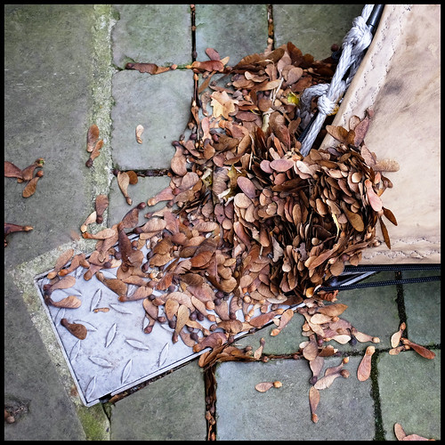autumn debris