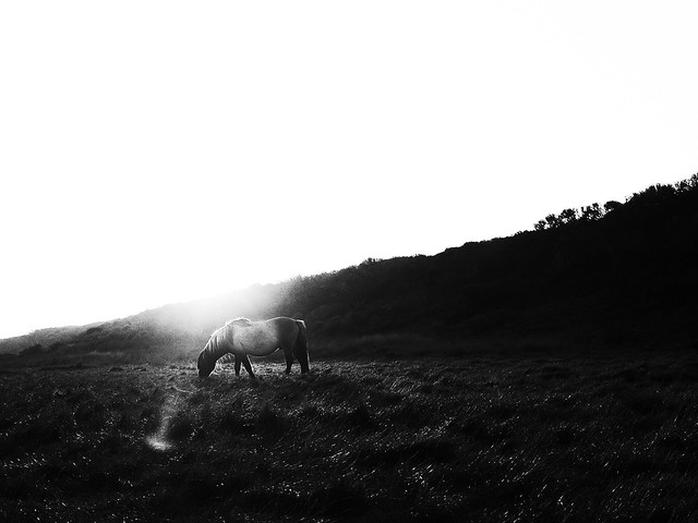 sunset on a horse