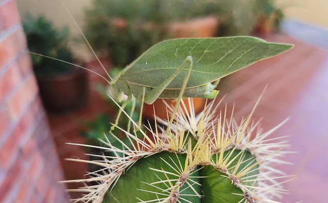 ¿Una hoja sobre un cacto?| A leaf on a cactus?