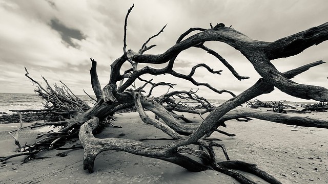 Toppled Live Oak Tree on Driftwood Beach, Jekyll Island, Georgia