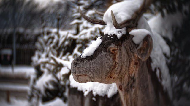 Snow 'n Deer