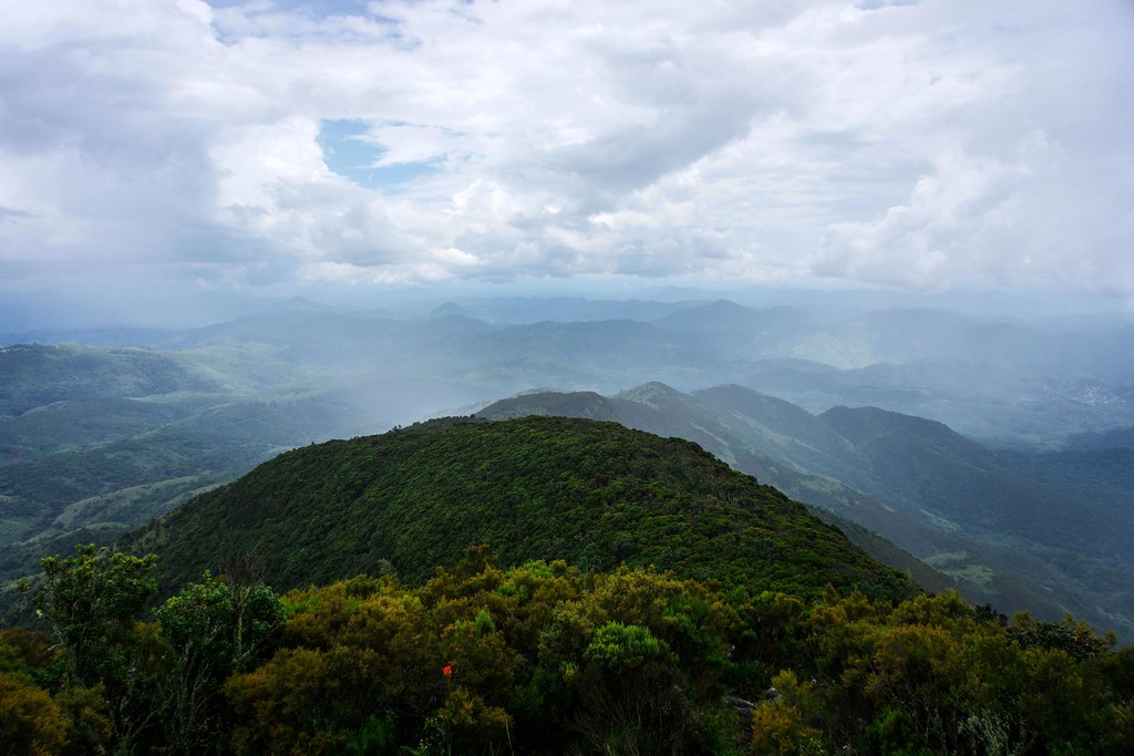剛果盆地熱帶雨林。圖片來源：Forest Service, USDA（Public Domain Mark 1.0）