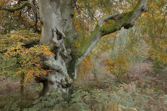 Savernake Forest in Autumn.
