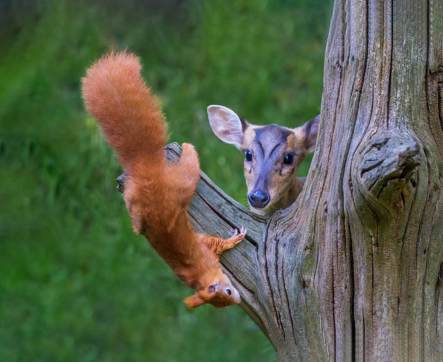 Muntjac Deer and Red Squirrel