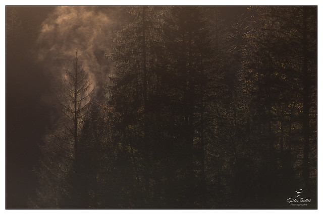 incandescence - burning woods