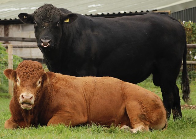 Aberdeen Angus and Limousin Bull