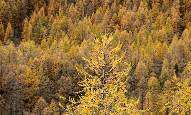 Bosco di larici in autunno -  Autumn in the larch forest