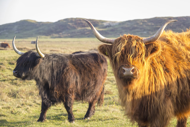 Netherlands - Texel Island - Den Hoorn - Scottish Cattle [2022-Nov-16]