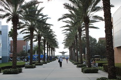 Palm-Avenue at Embry-Riddle Universtity. (copyright: International Space Education Institute)