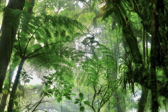 Amazing cloud forest...   (Explored)