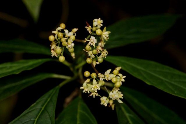 Abrophyllum ornans